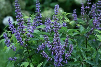 Cây Vitex (Trinh nữ châu Âu) là gì? Cây Vitex có tác dụng gì?